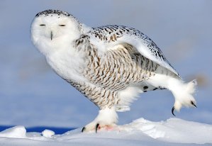 snowy-owl
